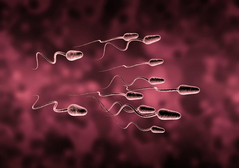 Sperm Counts