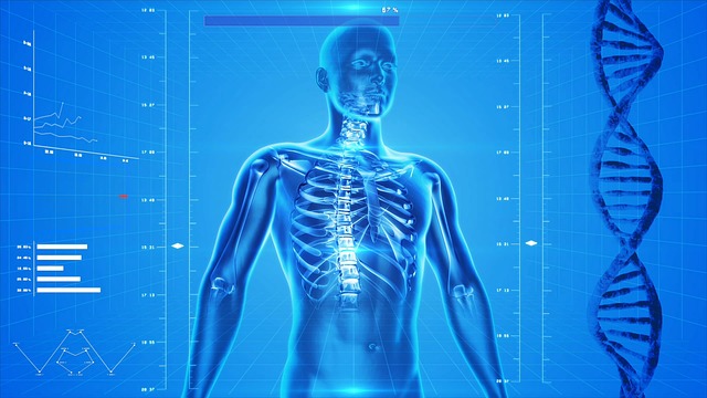 Human skelton