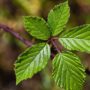 Health Benefits of Blackberry Leaves